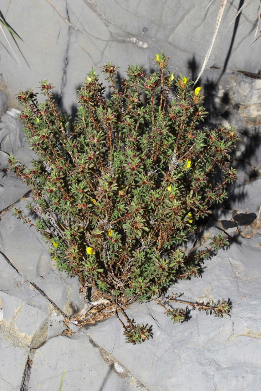Ononis minutissima / Ononide minutissima